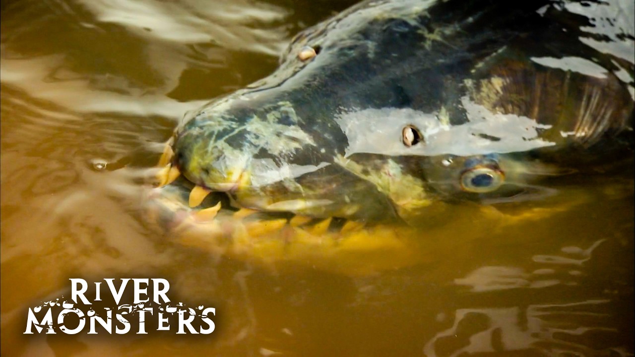 Jeremy Wade's Most Terrifying Encounter | River Monsters