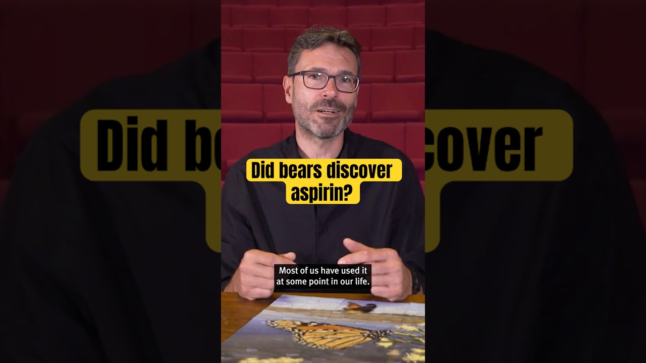 Did bears discover aspirin? #puzzlingscience #biology #science #shorts #bears #medicine #funfacts
