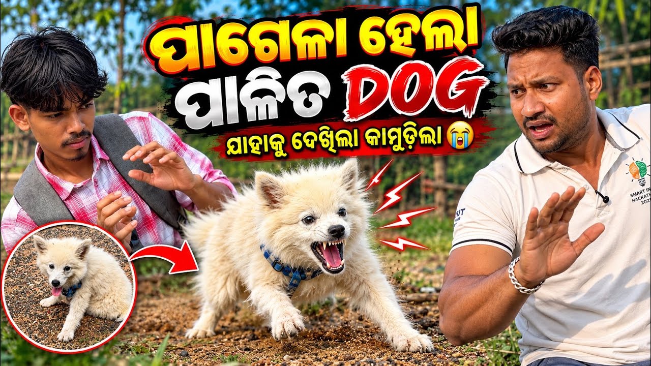 ପାଗେଳା ହେଲା ନିଜ ପାଳିତ DOGଯାହାକୁ ଦେଖିଲା କାମୁଡ଼ିଲା 😭