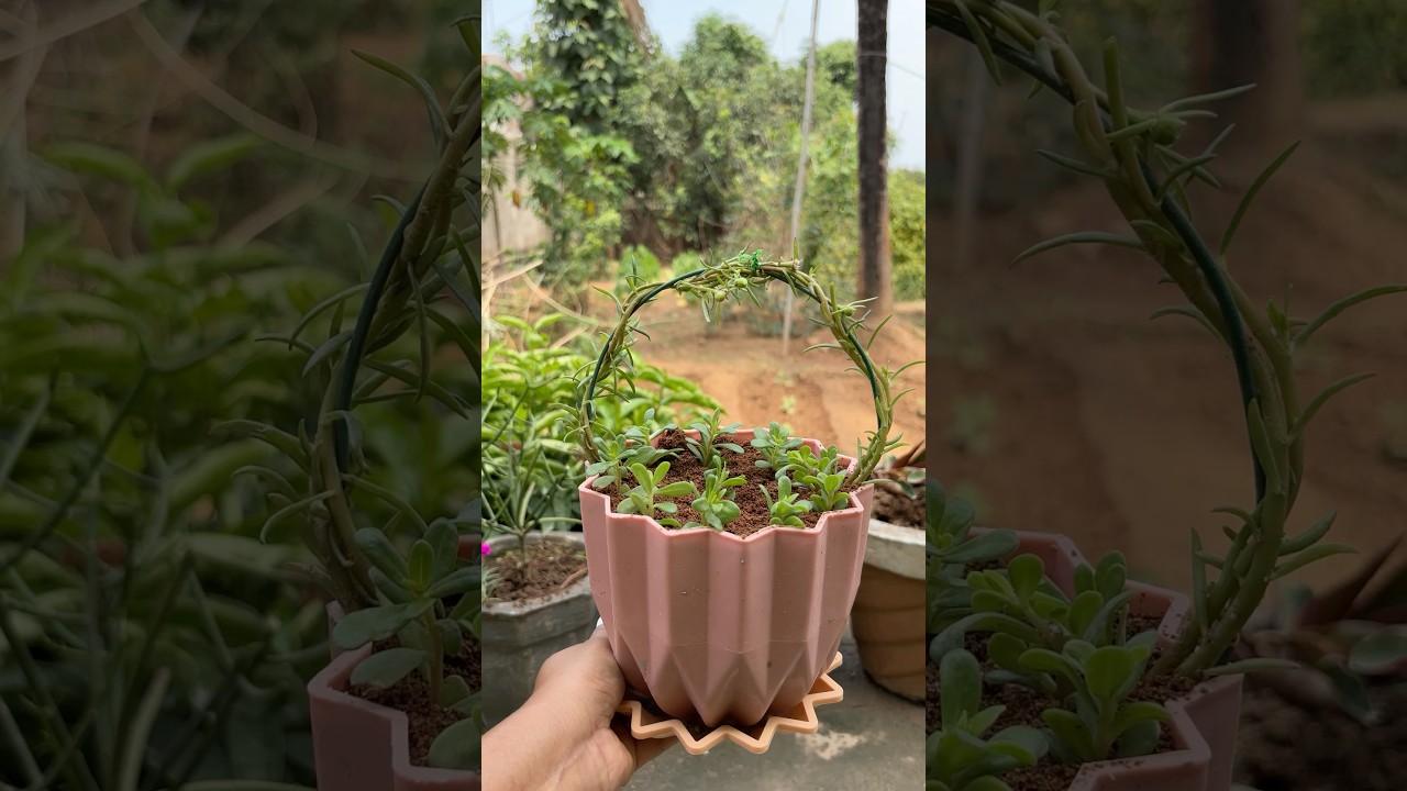 Moon style decorate portulaca plants #shorts #viral #portulaca #garden