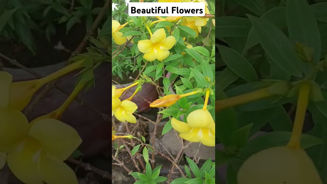 Beautiful flowers // Rock gardening