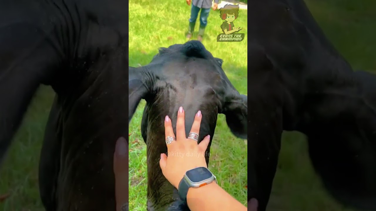 🔴LAS VACAS SON INSANAS😂🌀Parodia Español🌀 #humor #ranking #comedia #parodia #fandub #memes #art