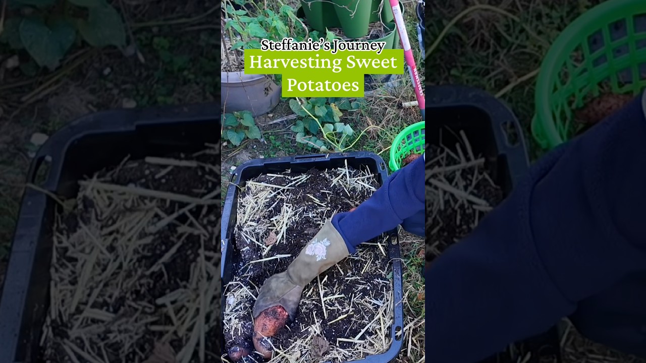 Let’s Harvest Sweet Potatoes!!! #growyourownfood #sweetpotato #gardening #fyp #fypシ゚viral #fypシ