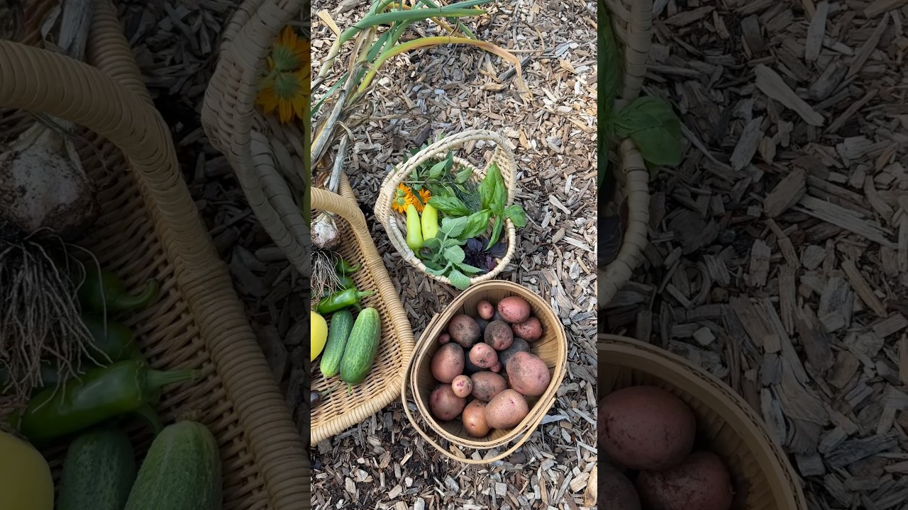 HUGE Hot Harvest #harvest #growyourownfood #garden #gardening #maryland #backyardgarden