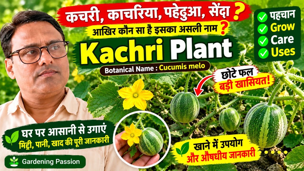 कचरी पौधा क्या है? | Kachri Plant की पहचान, Grow, Care & Uses | Cucumis melo