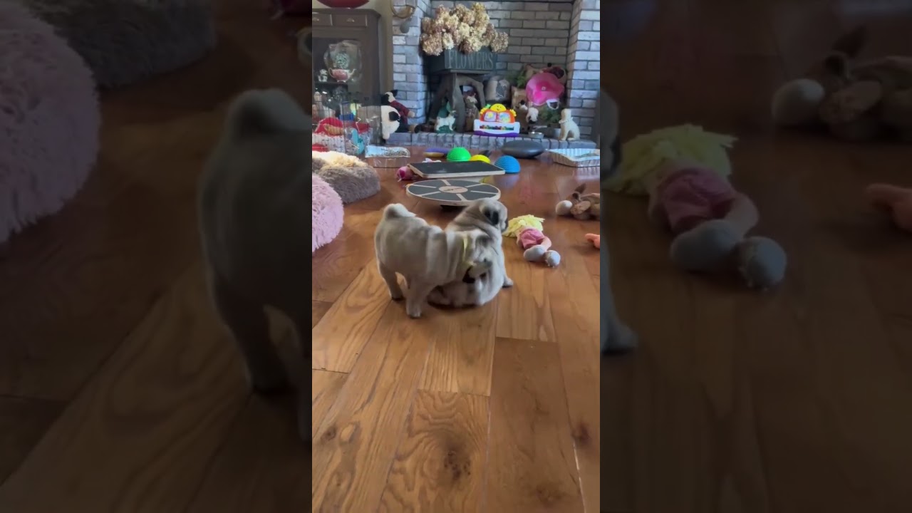 Two Pug Puppies Playing and Wrestling 😂🐶 Too Cute! #shorts # #dog #pug #puggles #dogshorts