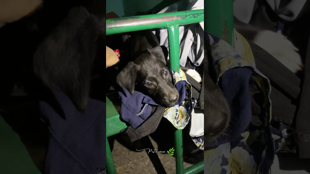 இரவு முழுக்க என்னை படாதபாடு படுத்திய நாய்க்குட்டி 😂#petsvlog #dogvideos #dogvideo #doglife #doglove