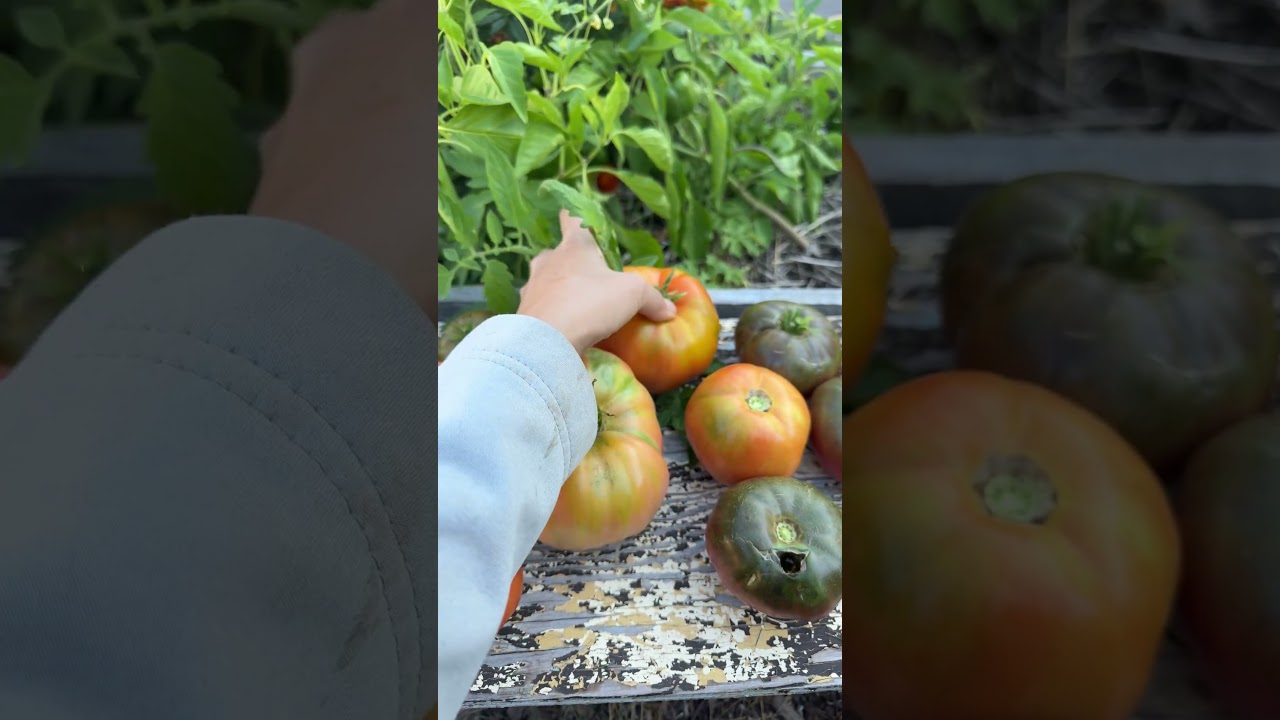 Can’t believe that these tomatoes came from my compost bin haha #growingveg #tomatoes #gardening