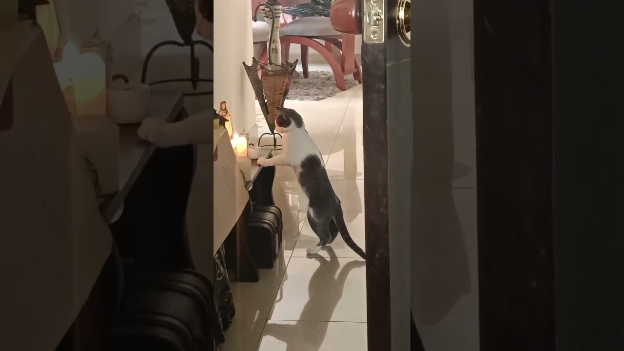 Six-month-old cat adorably appears to pray for kibble in Pasto, Colombia
