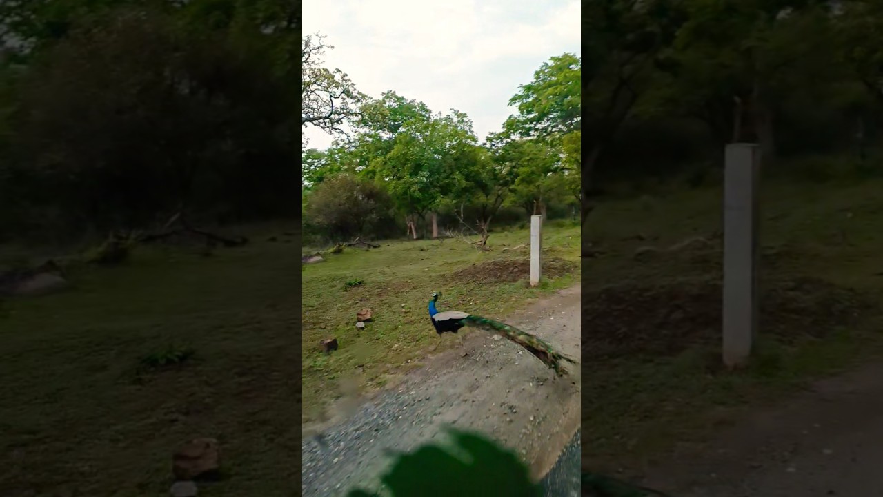 masingaudi part 2 day 2 #trending #shorts #nature
