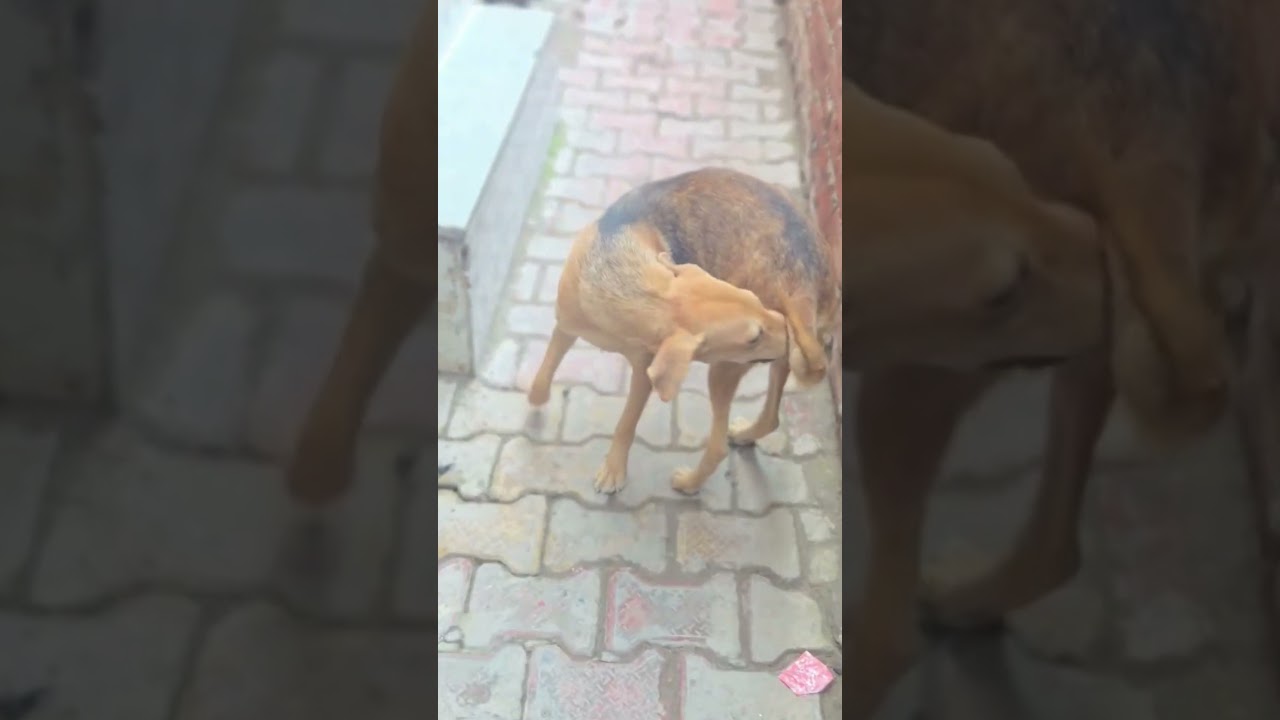 doglover #adoptstrays #dog #dogbreed #highlights #shortvideo #viralshorts