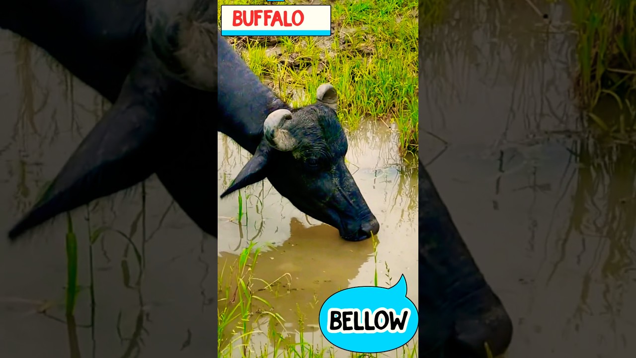 🐃 Buffalo Sound for Kids | Learn Animal Sounds 🐃 #Shorts