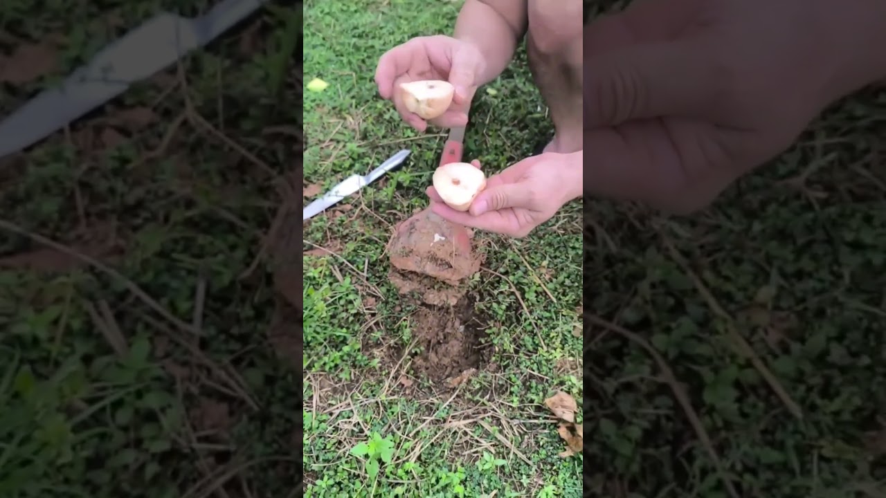 Ele tem abacate INFINITO com esse metodo de adubo caseiro!