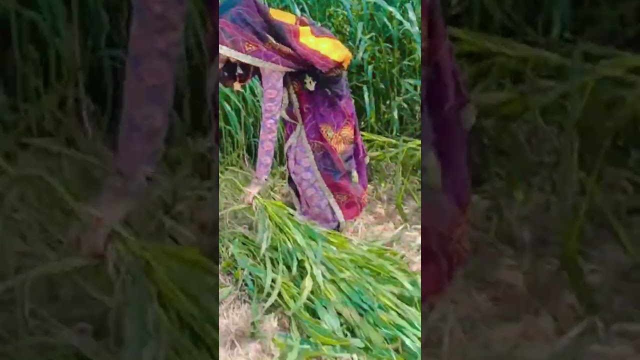 😛😁🥴#song #singer #sorts #cover #love #viral #rajthani #rajasthani #haryanvisong #rajistanisadisong