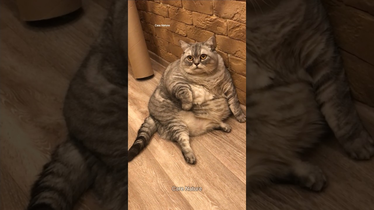 This Cat's Weight Loss Method Is Genius #shorts #cats