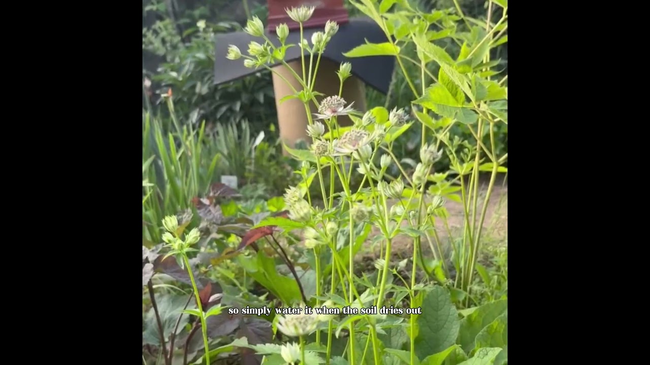 #Astrantia #PlantCare #SunLoving#DroughtTolerant #Fertilizing #StarFlower #ProlificBloomer#gardening