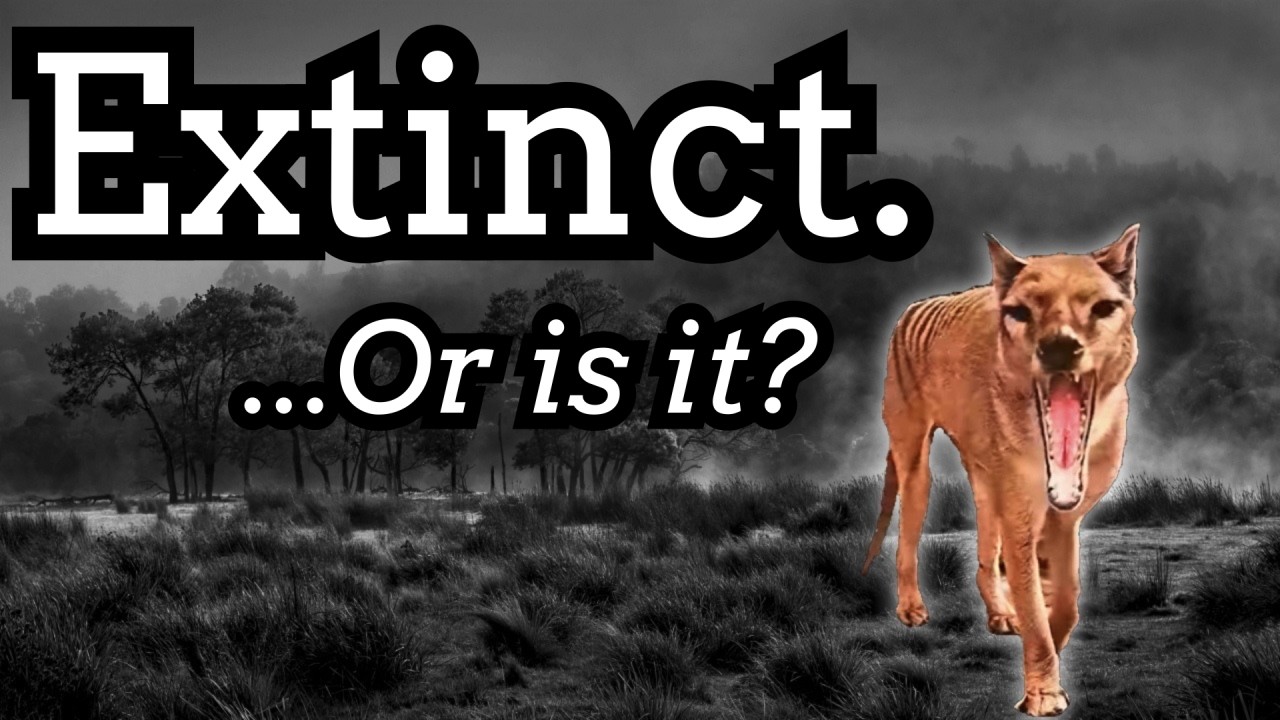 Is the Thylacine Still Alive?
