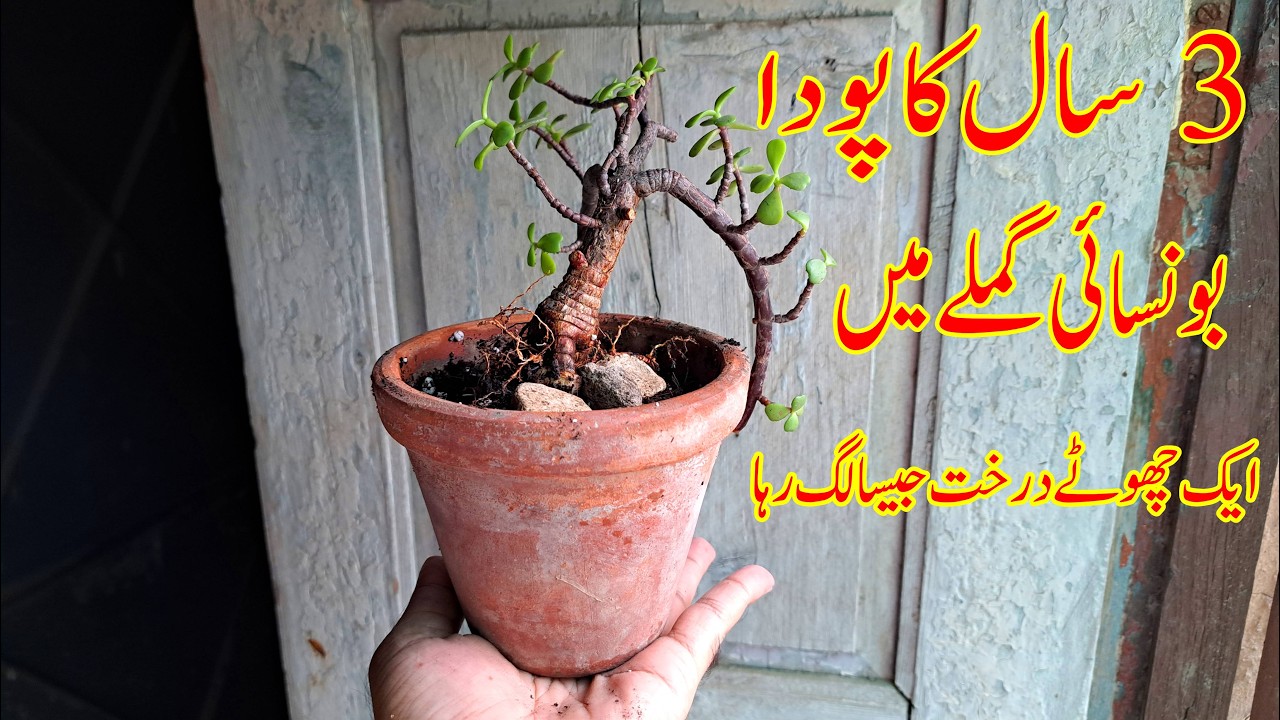 3 Year Old Jade Plant into Bonsai Mini Tree 🌳 | But HOW? | Jade Plant Bonsai Tutorial