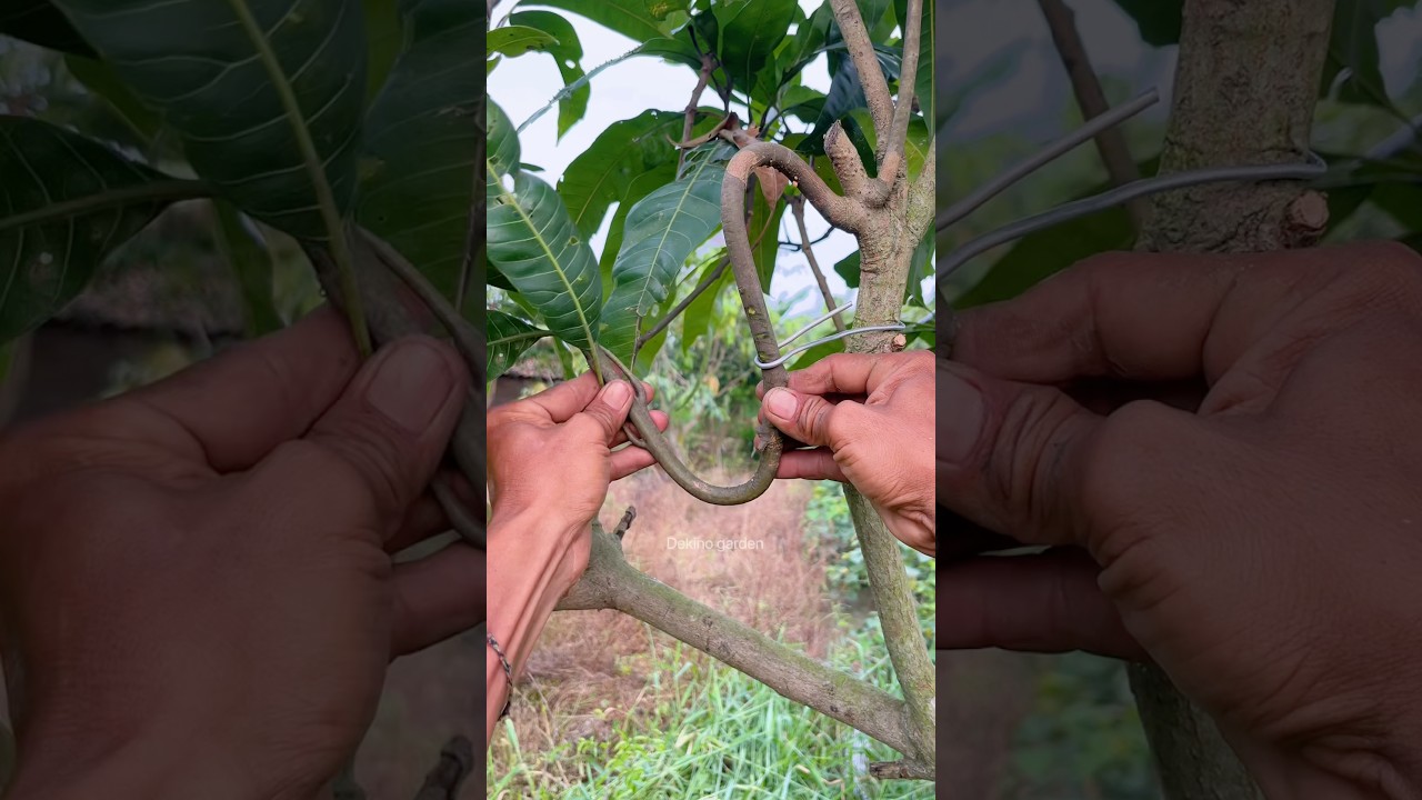 easy way to propagate mango plants🥭 #shorts #plants #gardening