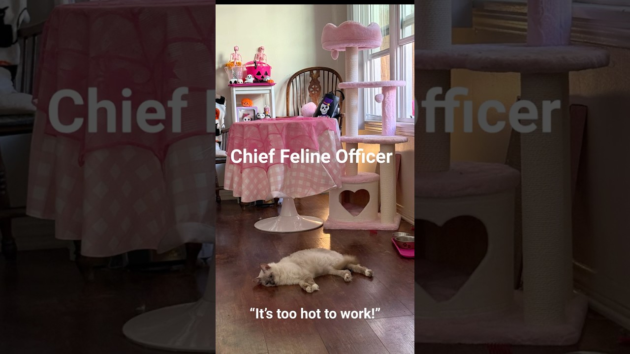 Chief feline officer on strike