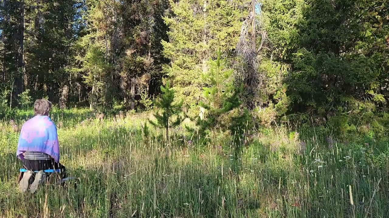 Field of Weeds