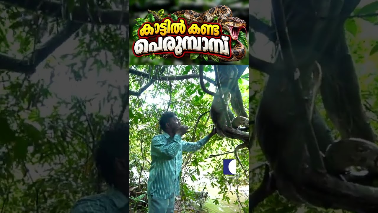 കാട്ടിൽ കണ്ട പെരുമ്പാമ്പ് #snakemaster #vavasuresh #vipersnake