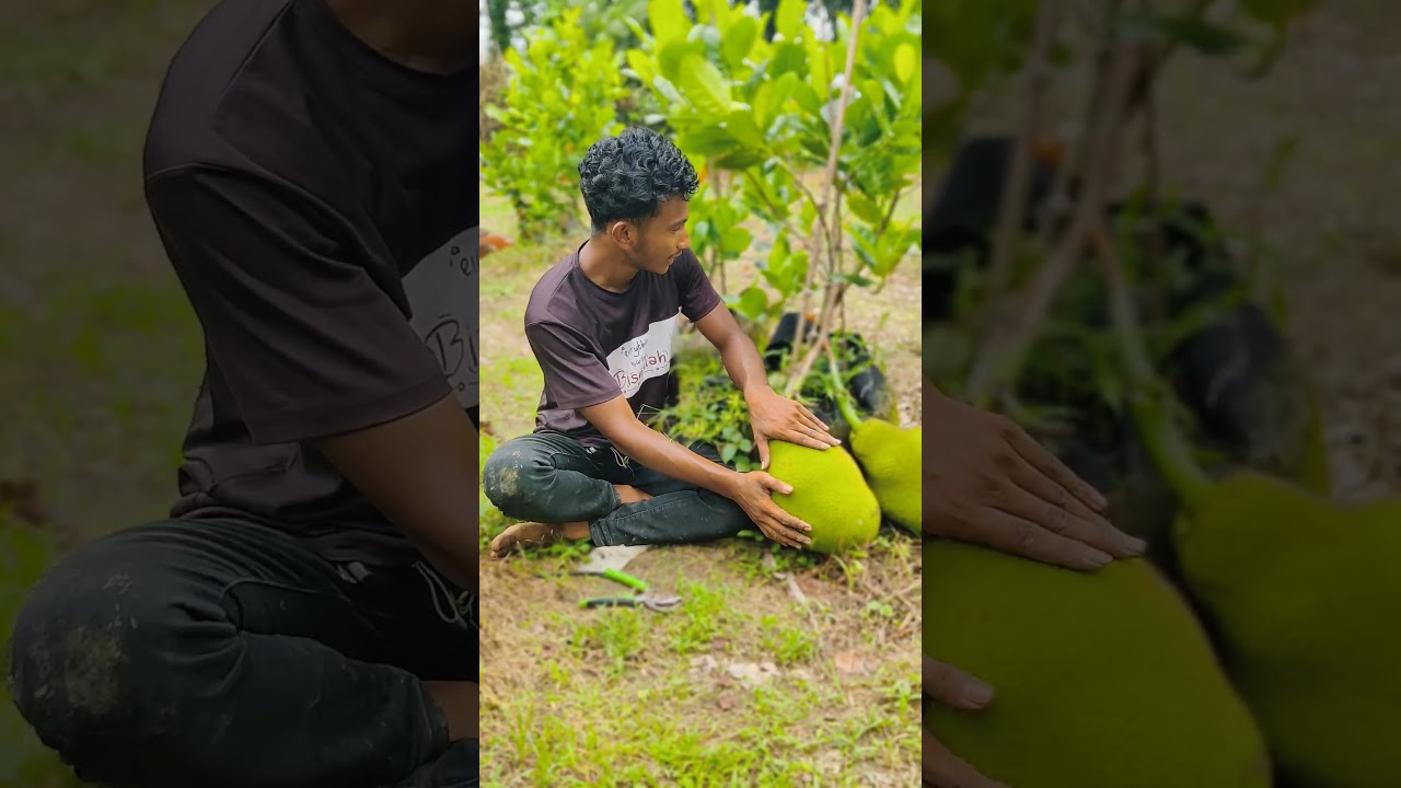 #agriparadise #farming #fruit #dreamagro #agriculture #garden