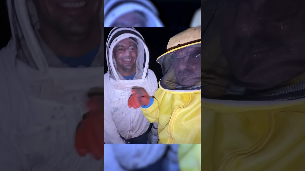 Imigrantes trabalhando na abelha 🐝