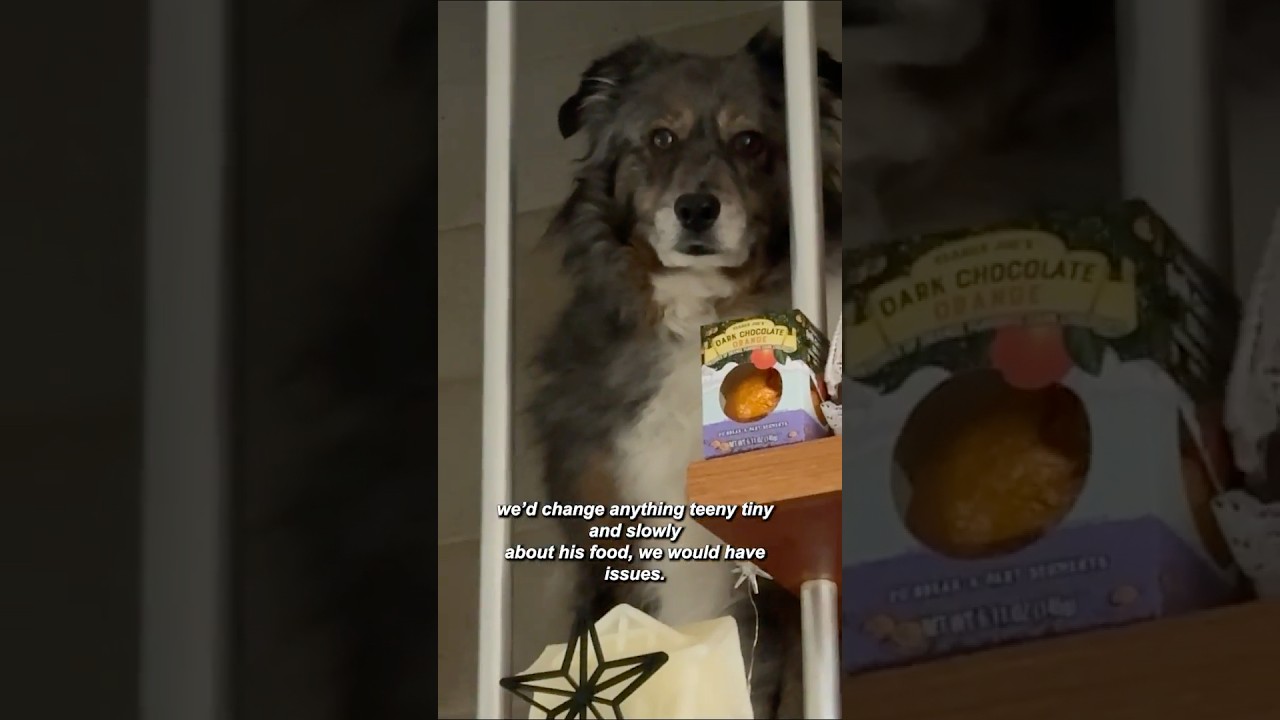 An ode to old, picky dogs 🐺 #ad