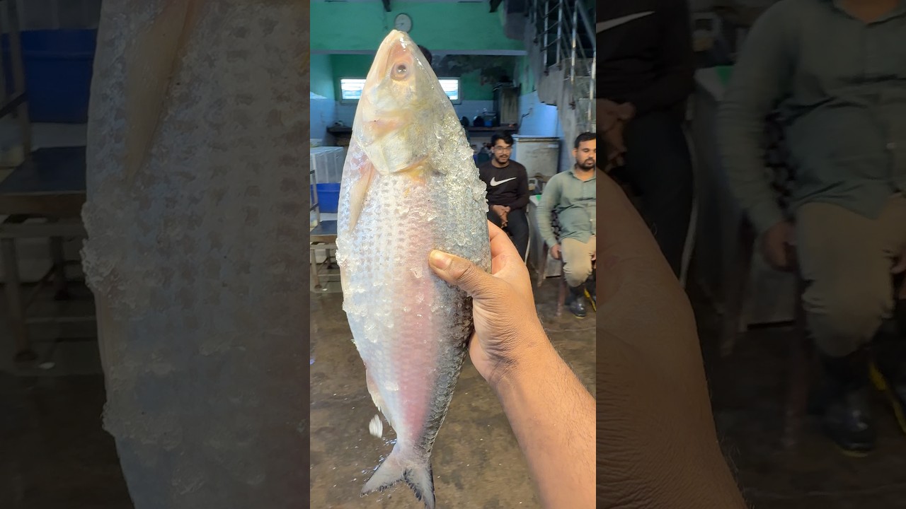 Bangladesh Hilsa Fish 🐟 | बड़ी इलिश मछली का शानदार नज़ारा | Hilsa Fish Market