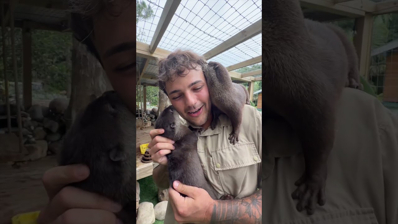 Lola the otter finally gets a sister🥹