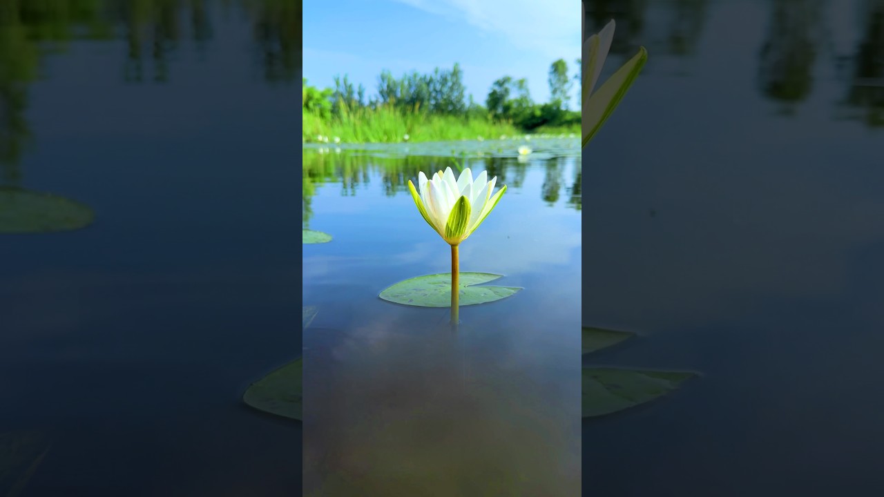 Flower 🌹 creative videography idea 👀 #shorts #creative #videography