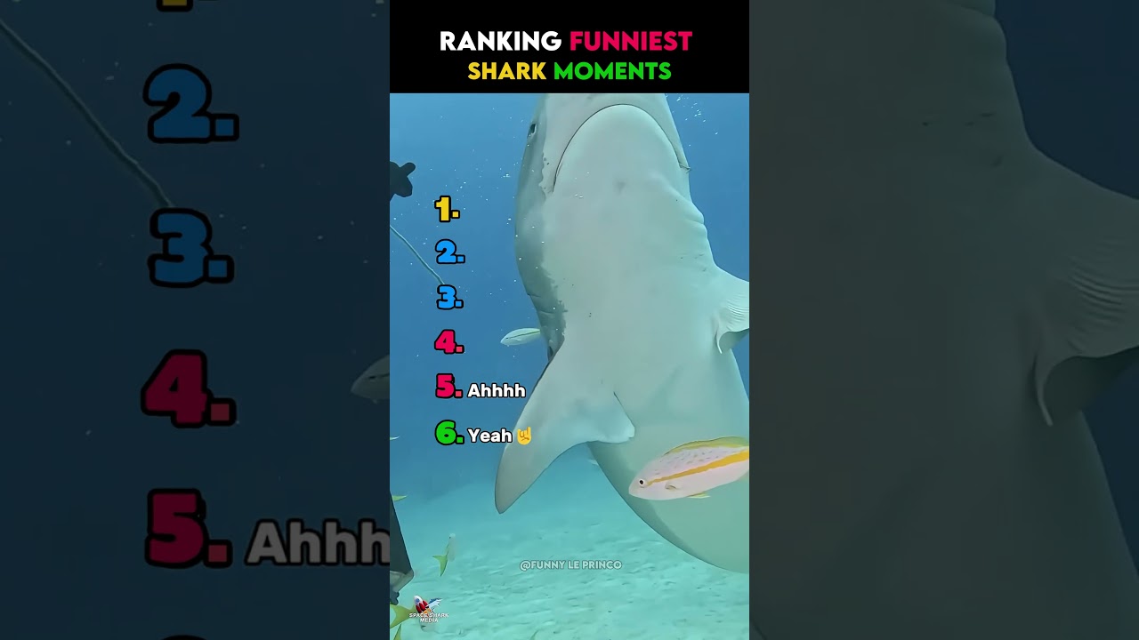 Ranking Best Shark Moments #shark #trending #shorts