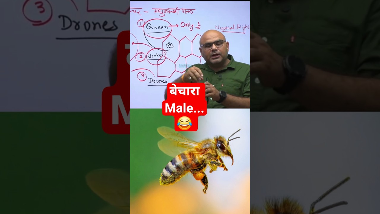 Honey Bee Colony  #dharmendrasir #gyrussulcus #science #education #bee #honey