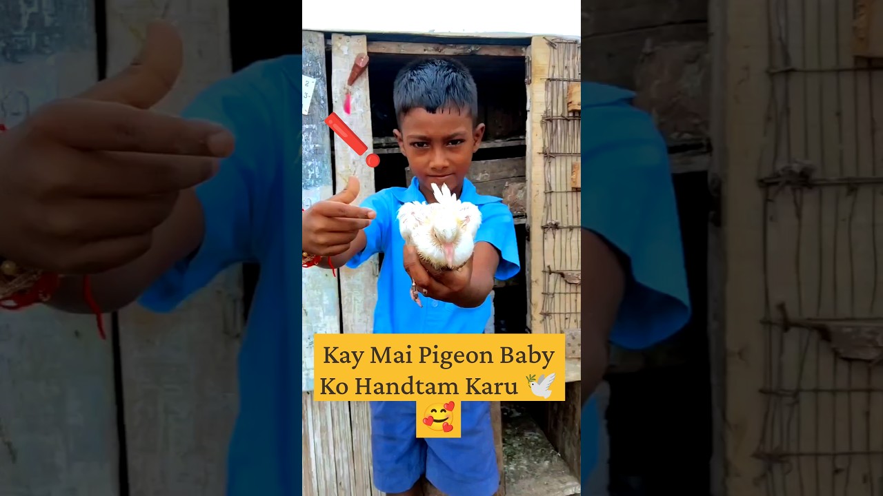 Kya Mai Pigeon Baby Ko Handtam Karu 🕊️🥰...#viral #short #pigeon #trend #trending #explore #minivlog