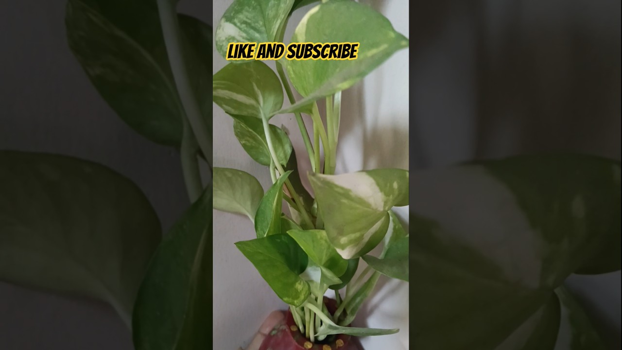 June me lagane ke Best 3 plant #snakeplant #rubbertreeplant #moneyplant #greenplants #youtubeshort
