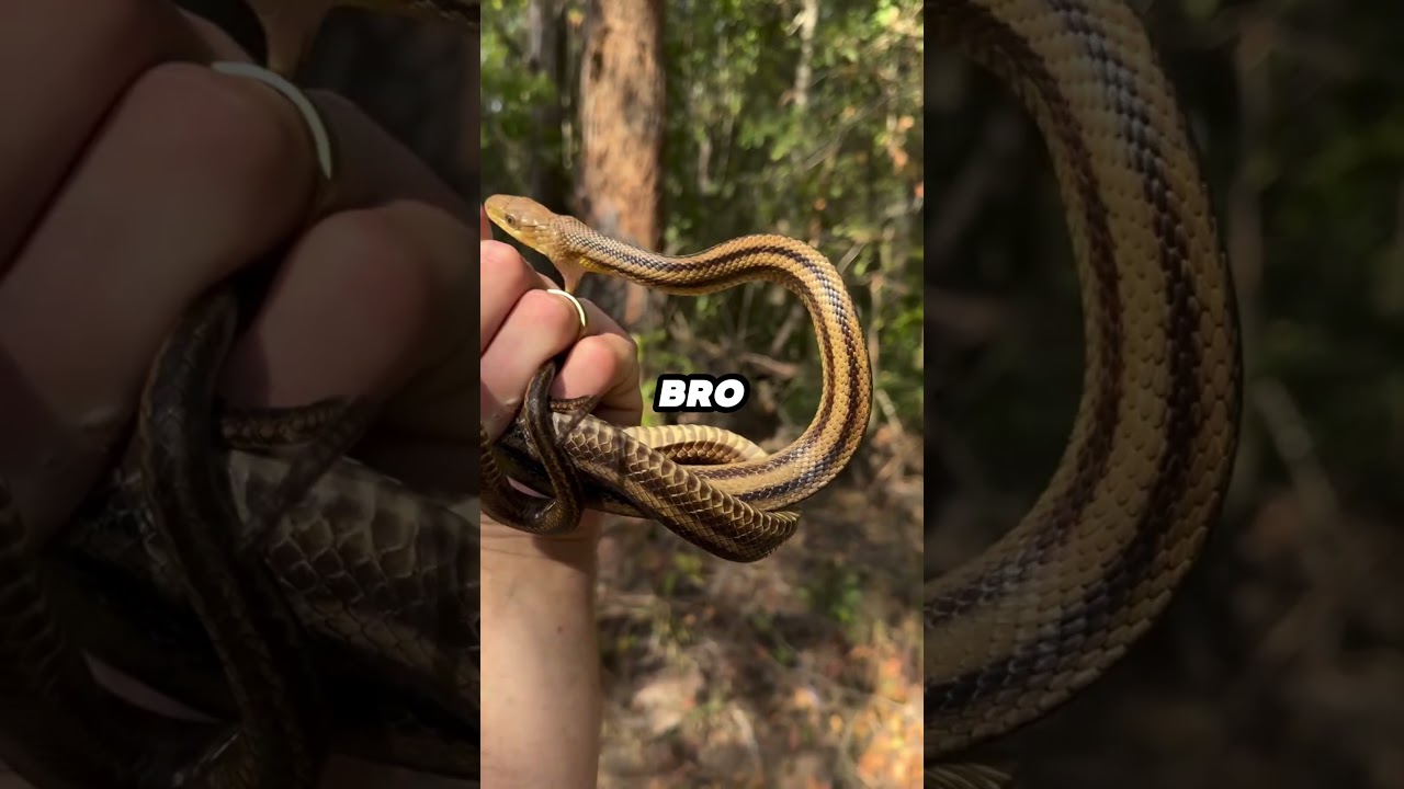 Ranking Best Snake Moments #shorts #usa