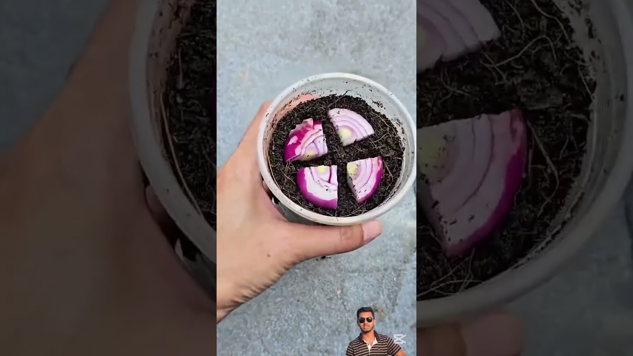 নিজের অদম্য চেষ্টায় পেঁয়াজ চাষ #onion  #gardening #plants #vegetables #foryou