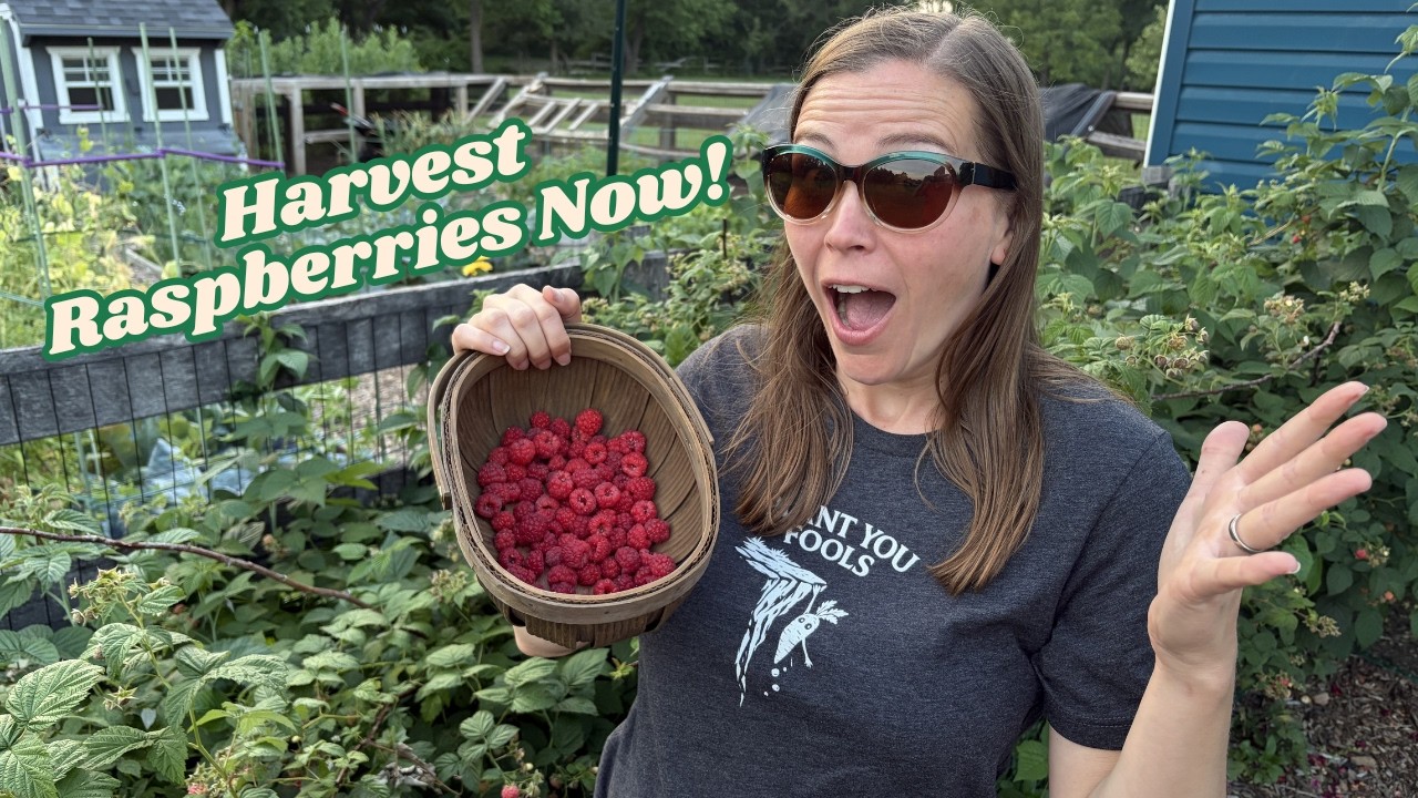 Raspberry Harvest! Harvest Raspberries From Your Garden At The Right Time!