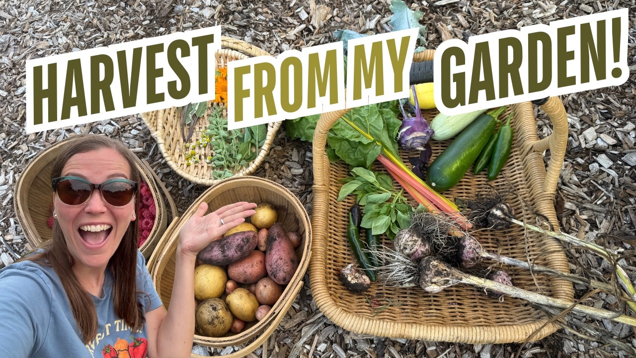 HUGE Garden Harvest! Potatoes, Raspberries, Garlic, and more!