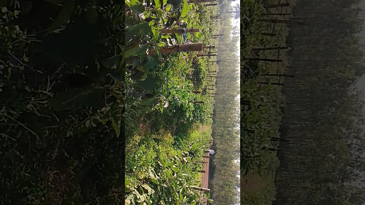 Bengan ki kheti
