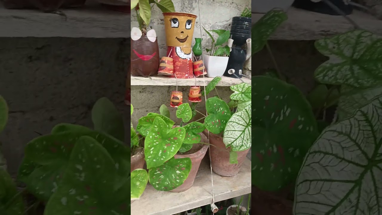 my beautiful garden #garden #plants #terracegarden #flowers#viral