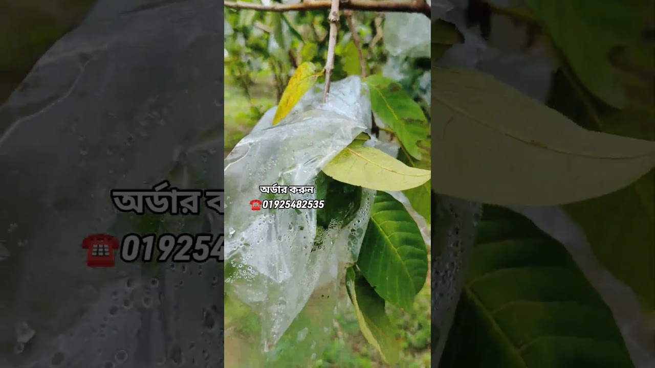 5 জাতের পেয়ারা বাগান এর ফলন দেখুন #agriculture #farming #garden #ভাইরালভিডিওシভিডিওভিডিও #foryouシpage
