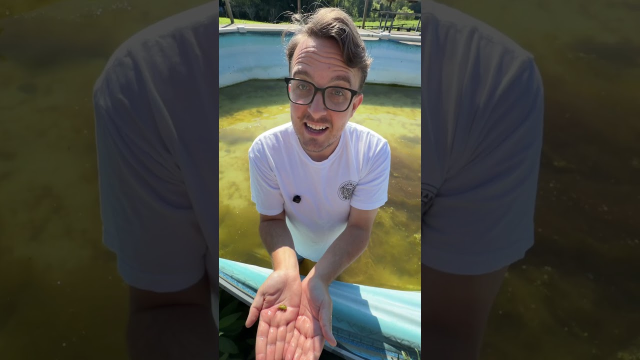 I lost a huge snapper in my pool!