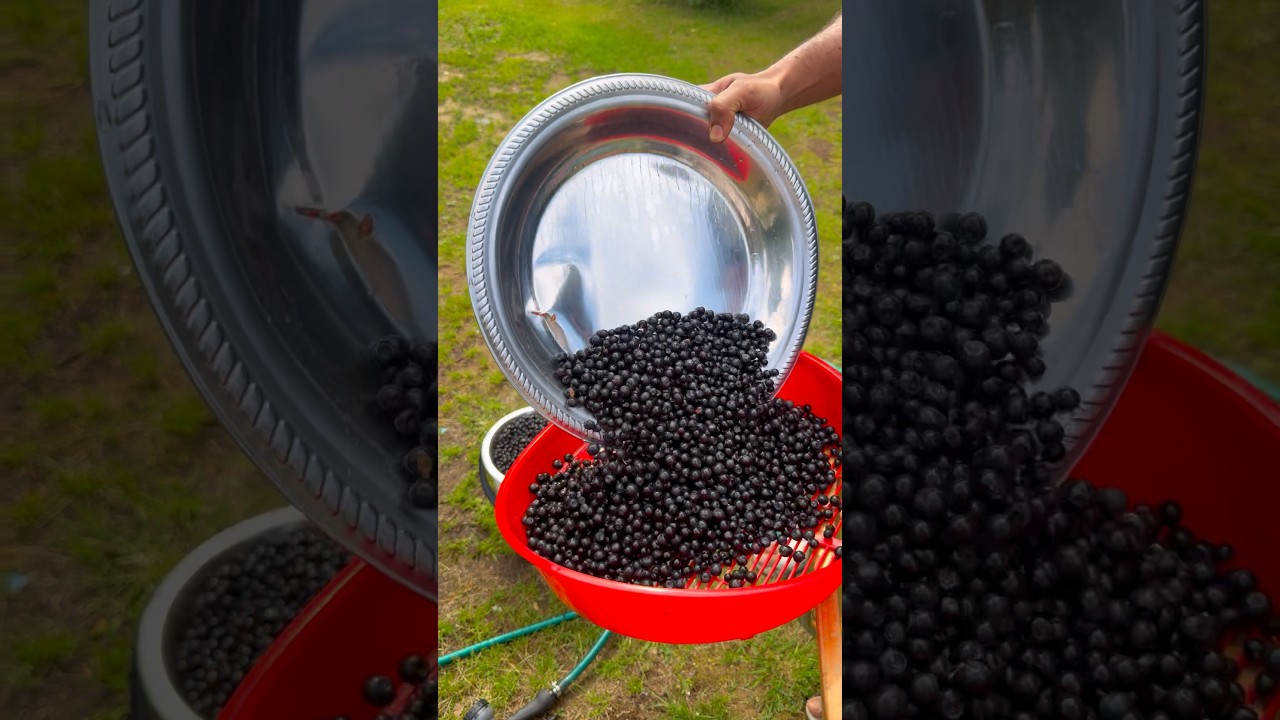 ബ്ലൂബറി ഉണക്കിയത് 🫐🥰| dry blueberries #mallusinfinland #familyvlog #blueberry