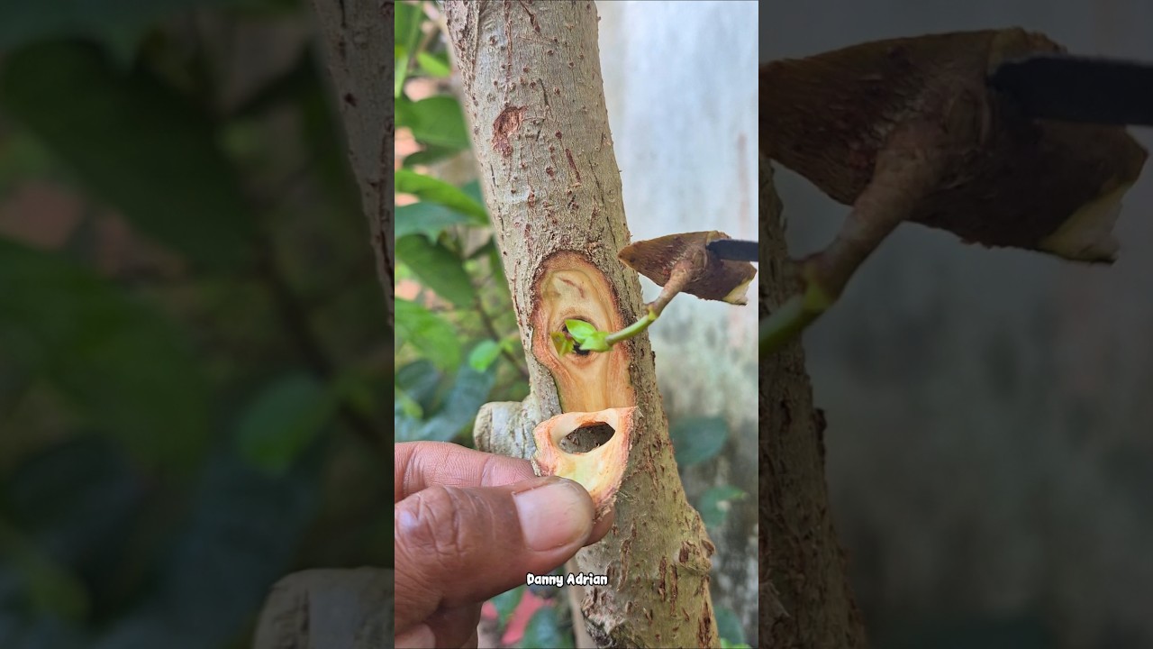 Budding practice 🌳#grafting #garden #budgrafting #diy