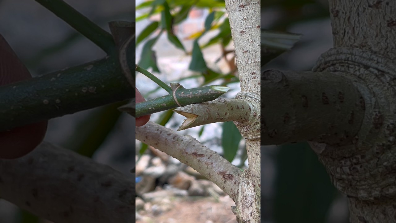 V  grafting  #gardening #grafting #plantlover #budidayatanaman