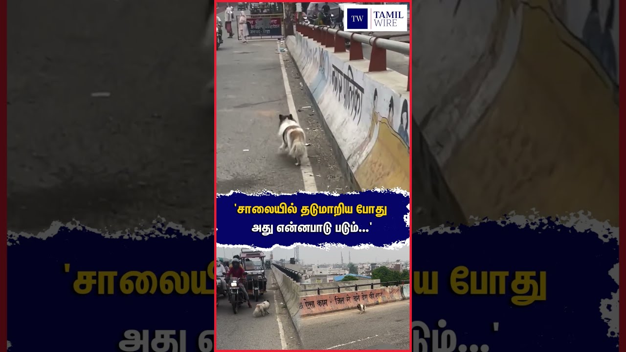 'சாலையில் தடுமாறிய போது அது என்னபாடு படும்...' #Dog #dogslife #Pets #petanimals #viral #viralvideo