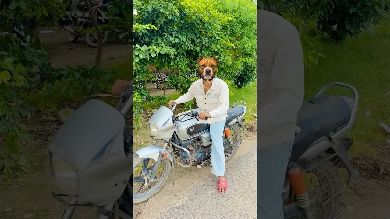 Monkey 🐵 & Dog 🐶 ki chalaki 😳😤 #comedy #ytshorts #shorts #shortsfeed #viralvideo #trending