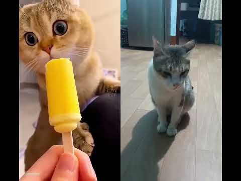 Viral Kitty Back again #cat #pets #funny #catvideos The Viral Cat #viralvideos